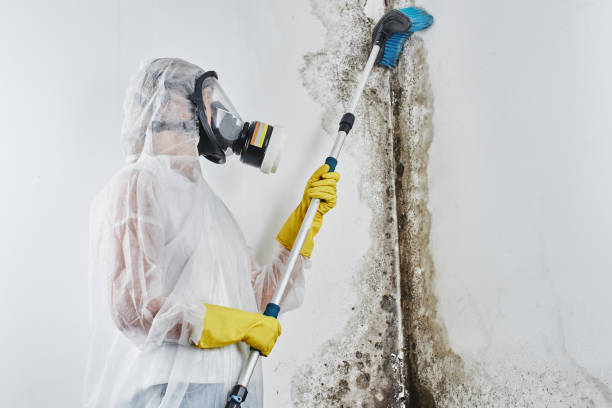 Best Industrial Mold Remediation  in USA